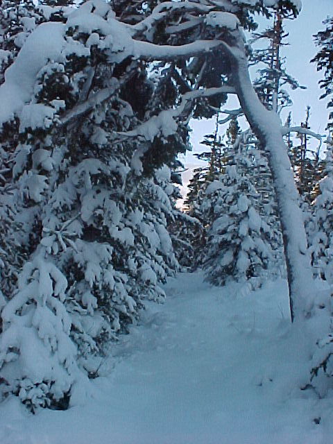 Snow on the trees adds to beauty of this scene.